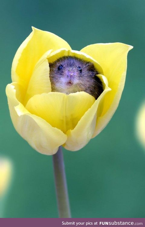 Harvest Mice love the smell of pollen and often fall asleep inside flowers