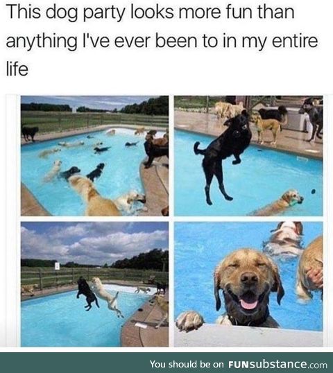 These dogs are having a better live than me