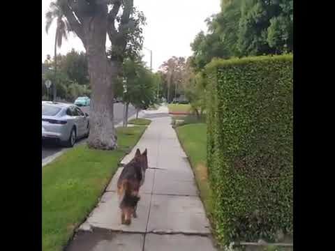 German Sheperd realizes owner isnt behind him any more