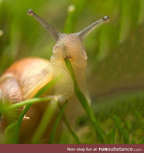 Snail eating a blade of grass