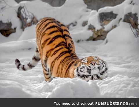 Big kitty in the snow