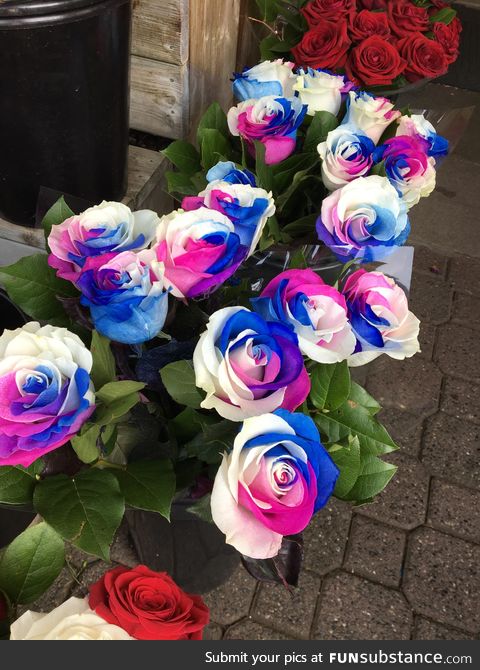3 coloured roses