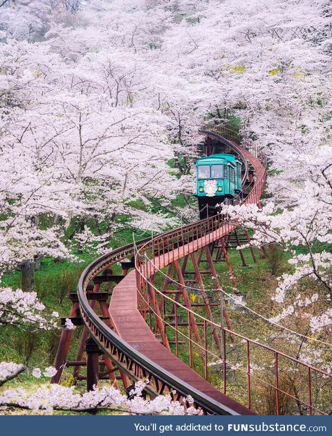 A ride thru the Cherry Blossoms