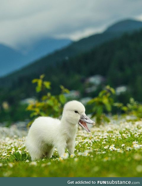 What's this animal?