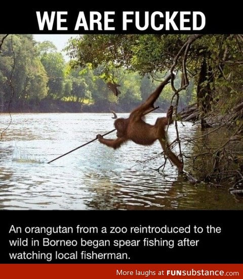 Planet of the apes