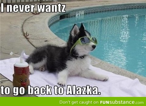 Husky