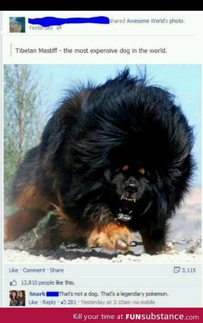 Most expensive dog