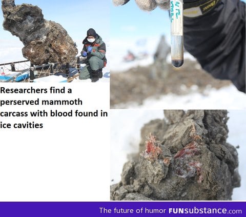 Researchers found Mammoths blood this week!