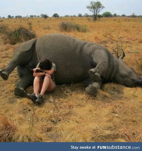 A nature reserve worker weeping beside a poached rhino