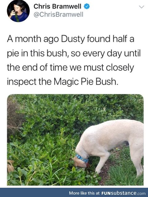 The adventures of Dusty and the Magic Pie Bush