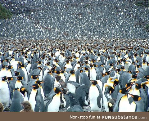 250,000 Penguins
