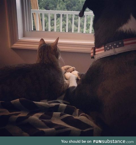 Dog and cat comforting each other during a thunderstorm