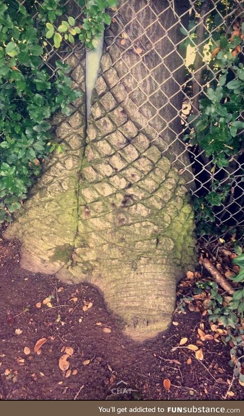 Tree growing into fence