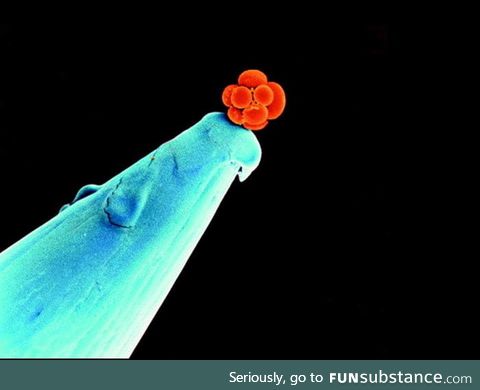 An early human embryo on the tip of a needle
