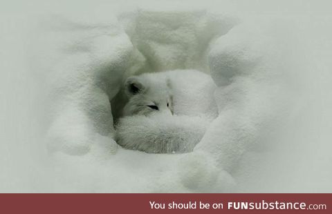 Arctic fox nuzzled in for a cold night