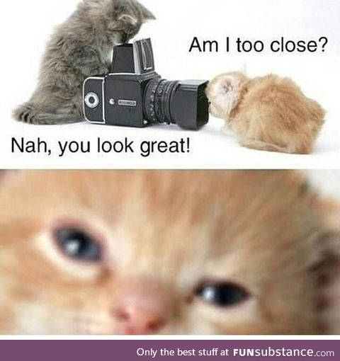 Am I too close? (Or: a kitten, a cat, and a camera)