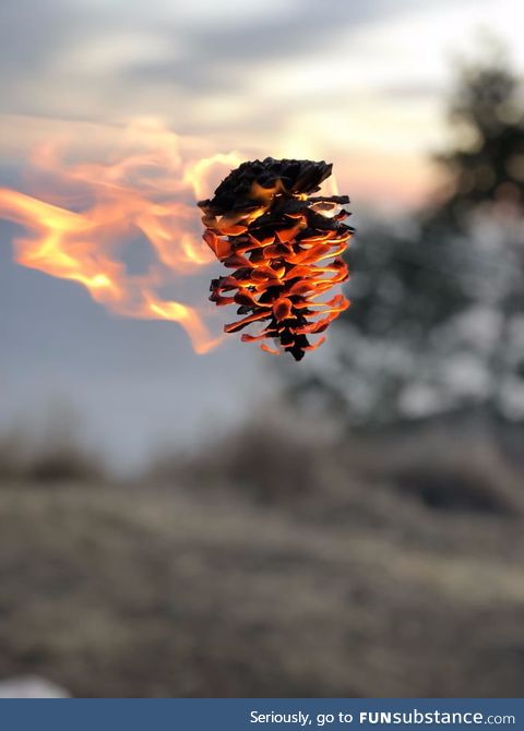 A pinecone on fire