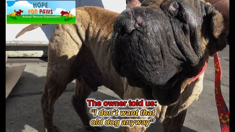 Wally the Shar Pei. (You don't throw a whole life away just cause it's banged up a little)