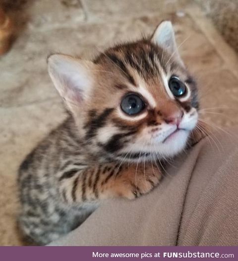 "hooman? it's cuddle time!"