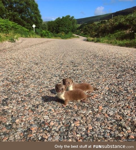 Two baby weasels pause for a photograph while scampering across a scenic road