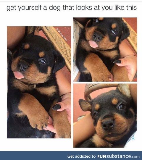 All dogs