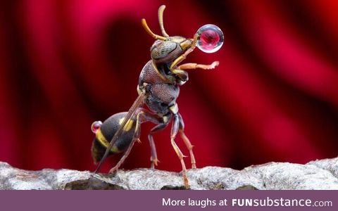 A wasp having a quick drink before stopping by your BBQ