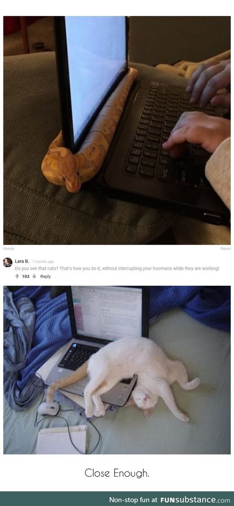 Close Enough. (Cats and Snakes on keyboards)