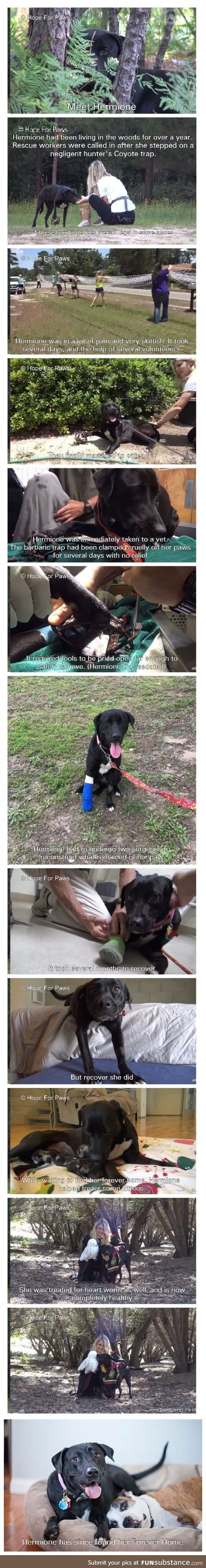 Hermione the Lab (Rescued from a coyote trap). Because sometimes you need a happy ending