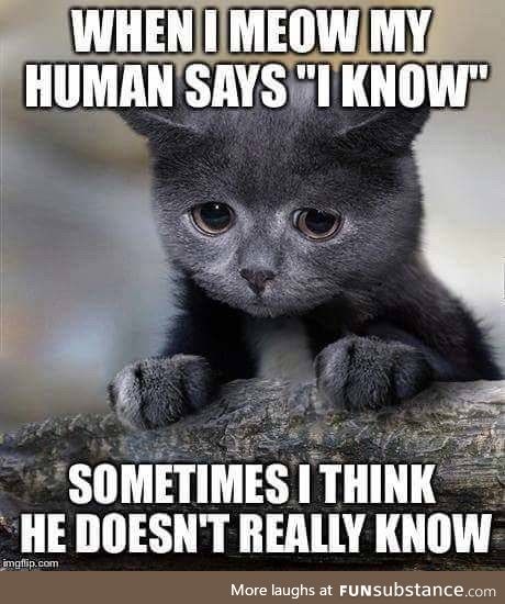 Confession kitty