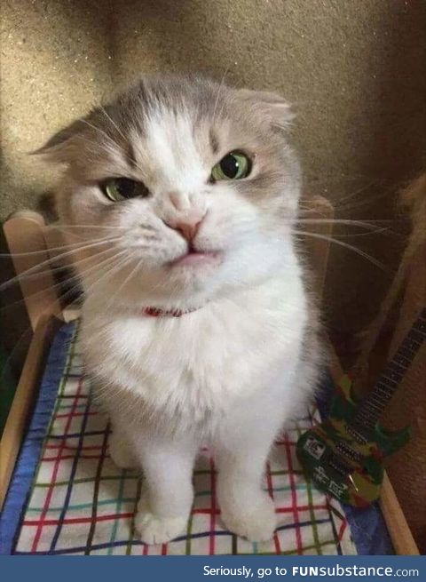 "what do you mean with 'you get no treat' ?!"