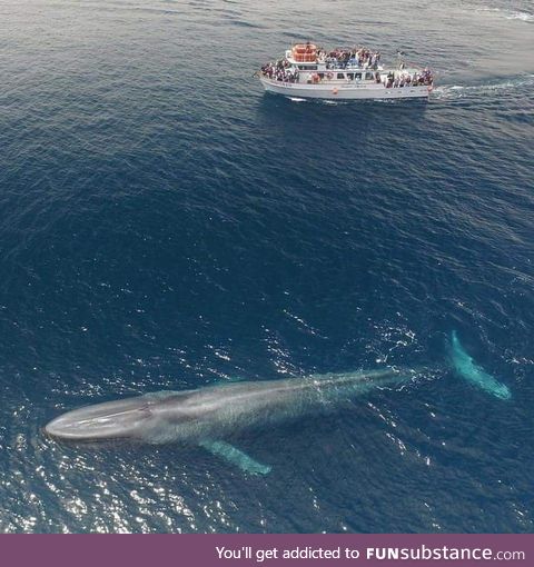 Blue whale. 75-foot boat for scale