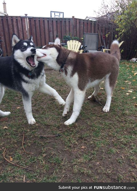 Dog: "whoa dude, wtf?"