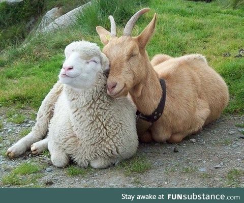 When being happy is more important than being different (goat and sheep)