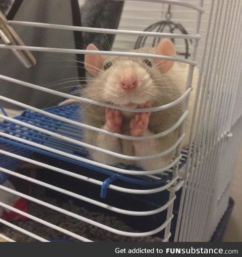 "Oh, hi hooman!"