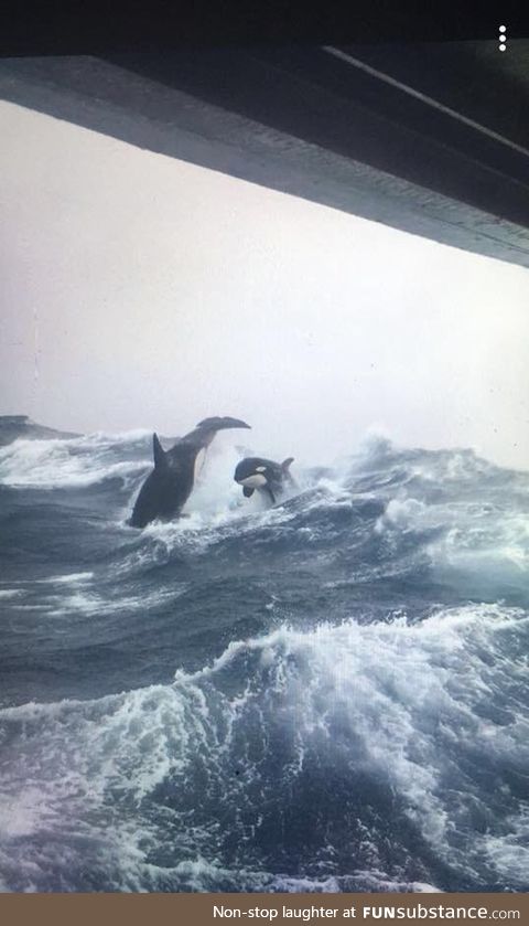 Orcas breaching in rough seas, photo taken from a sword fishing boat