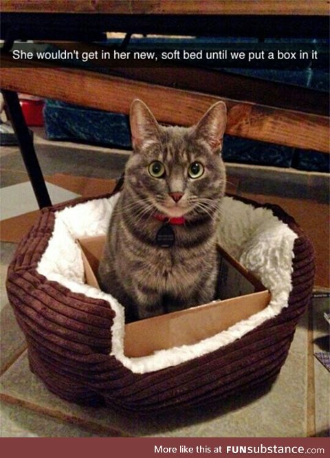 Cats, basically