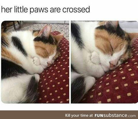 Little ball of fur