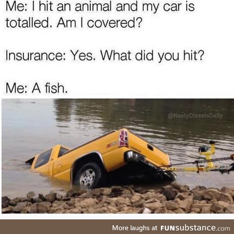 Hit an animal