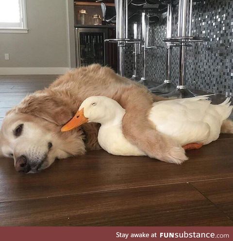 found new friend