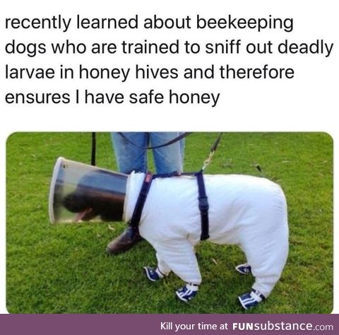Dog bee keeper
