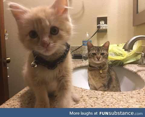 when your hooman adopts a new kitty