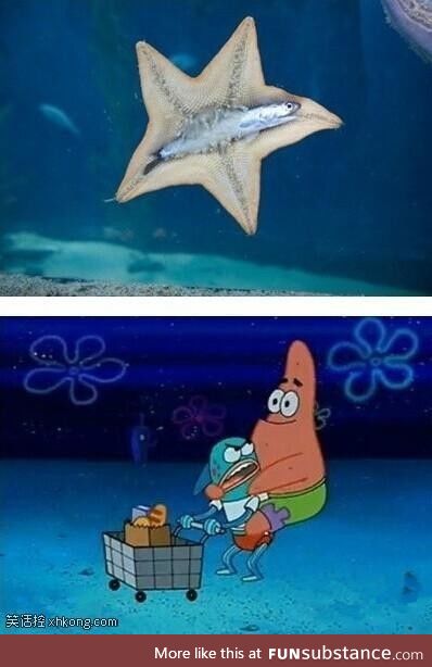 Starfish hugging another fish, accurate enough