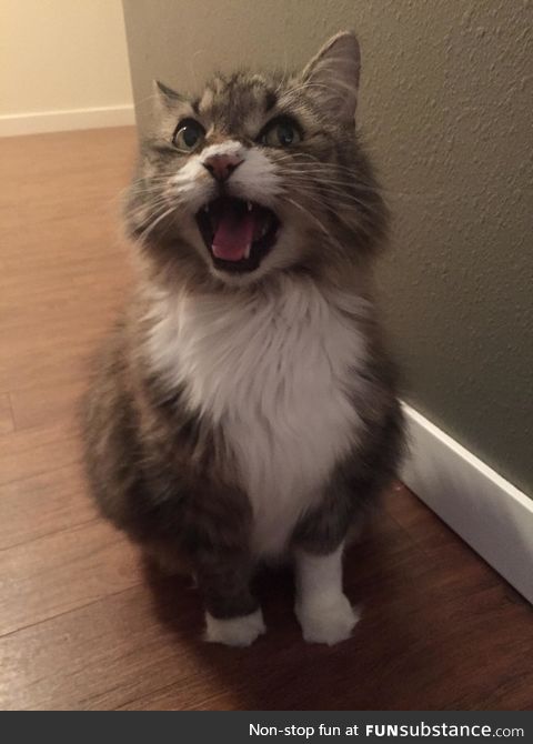 "and now.. just put the treat in my mouth hooman"