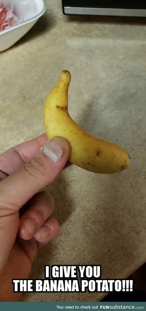 Banana Potato for scale