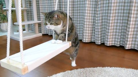 Maru wishes to get on the swing