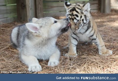 Wolf cub and Tiger cub are the best of friends