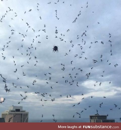 These are mosquitos. Remember to be kind to your web slangin neighbors