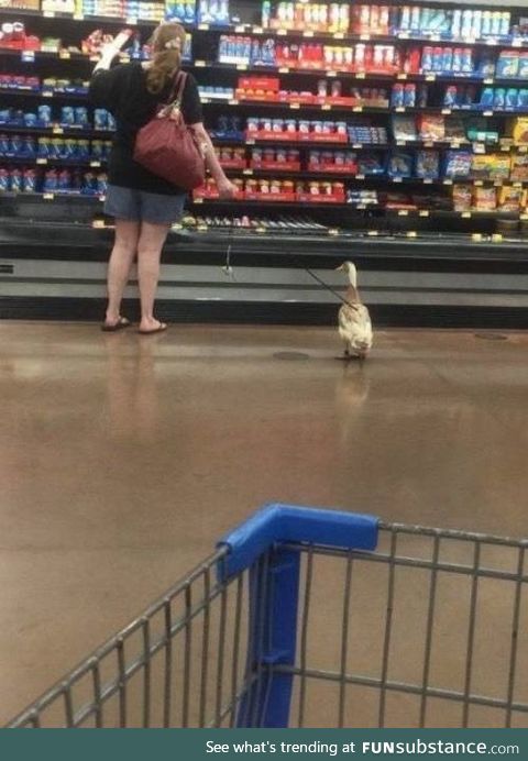 Pet duck