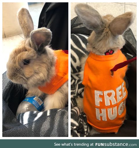 i present you.. a CUTE therapy bunny..