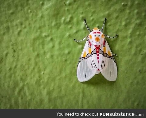 snowman moth